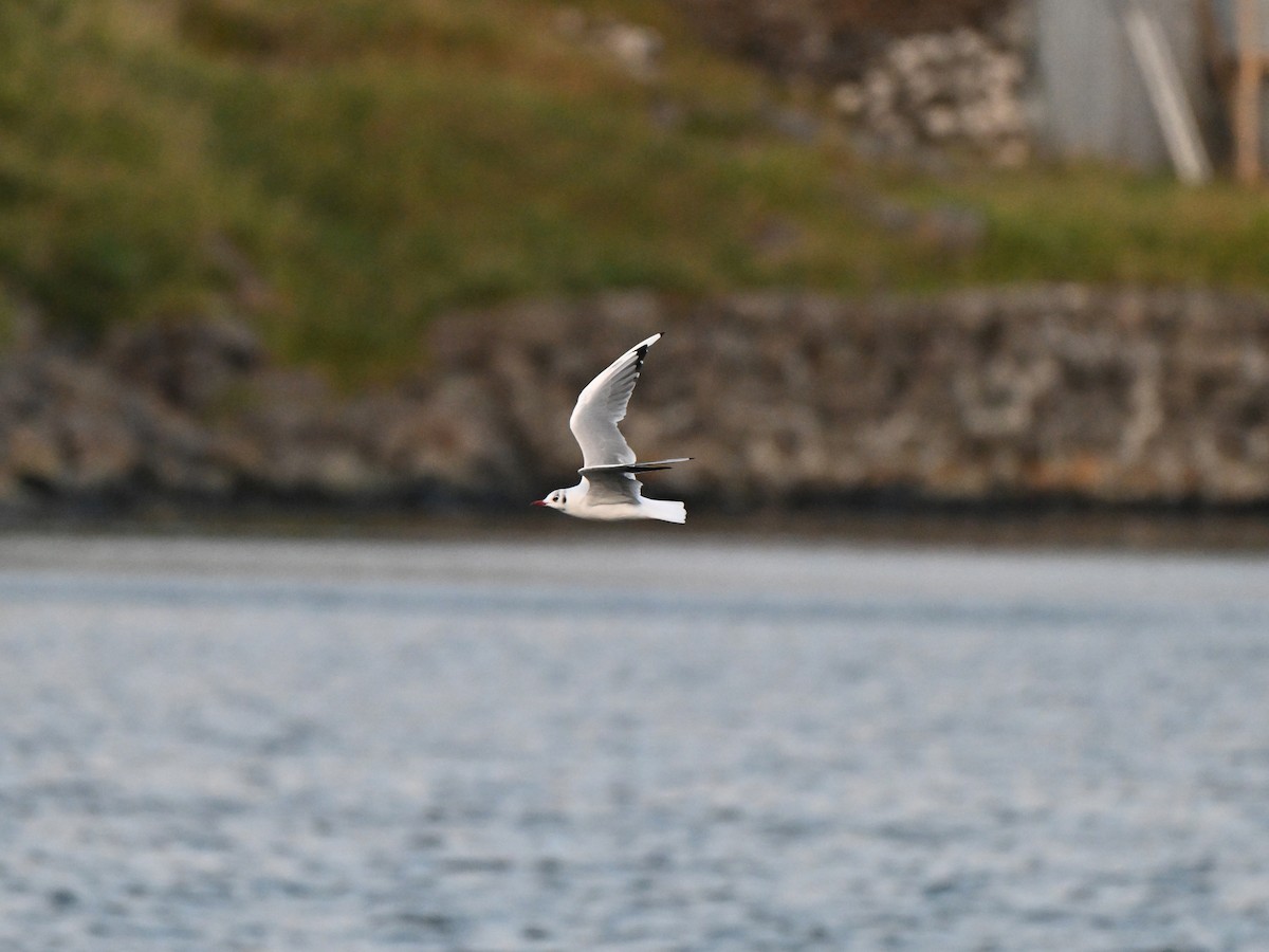 hettemåke - ML642683218