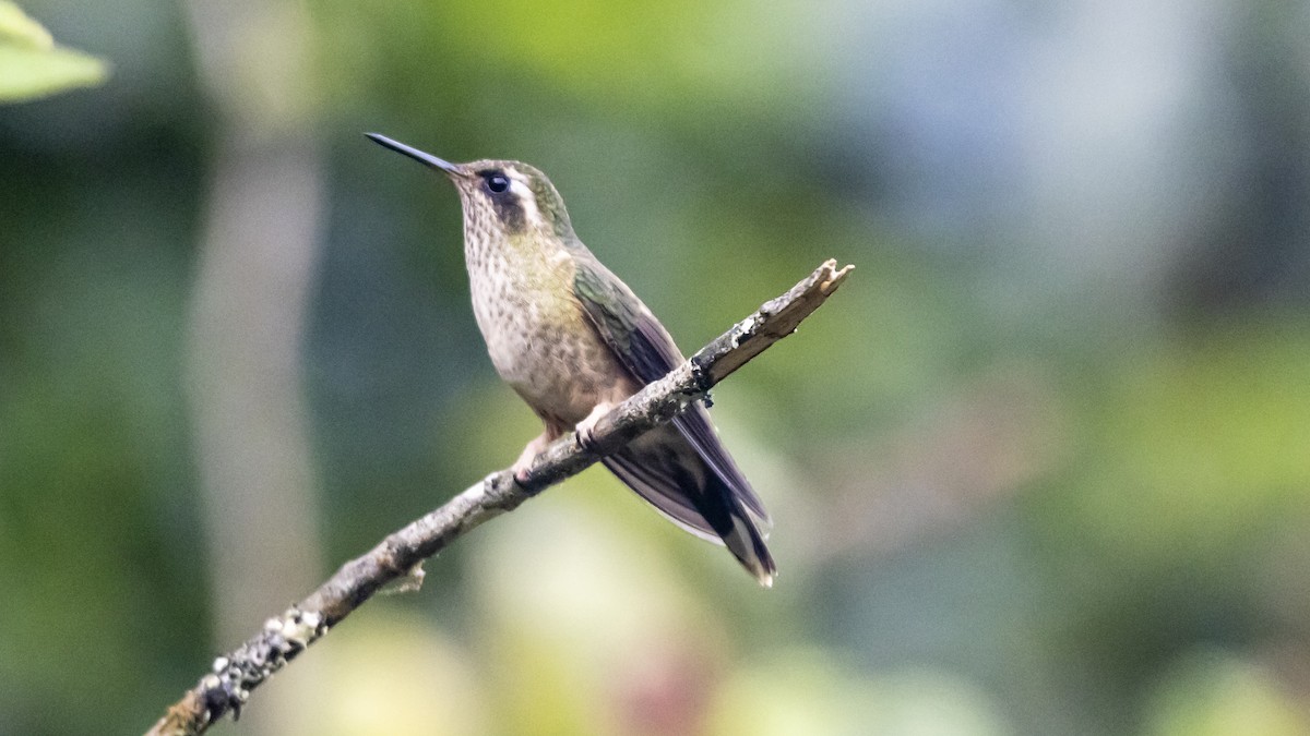 flekkolibri - ML642683223