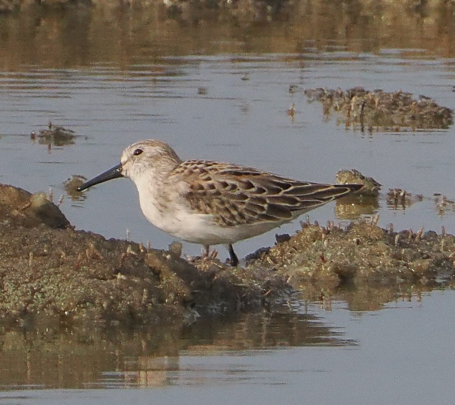 beringsnipe - ML642683224