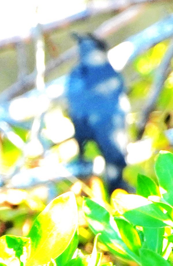 Gray Catbird - ML642683225