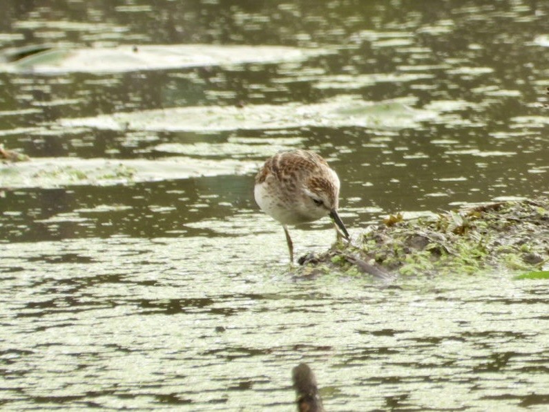 pygmésnipe - ML642683233