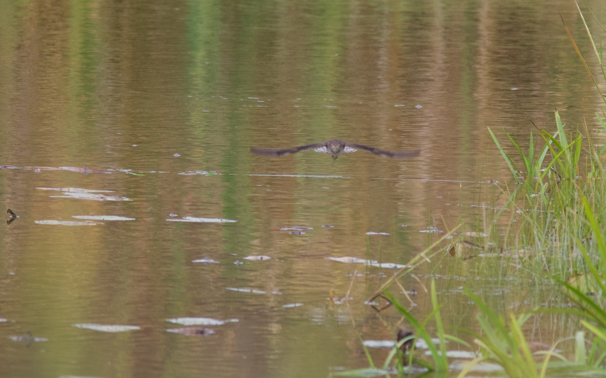 Solitary Sandpiper - ML642683250