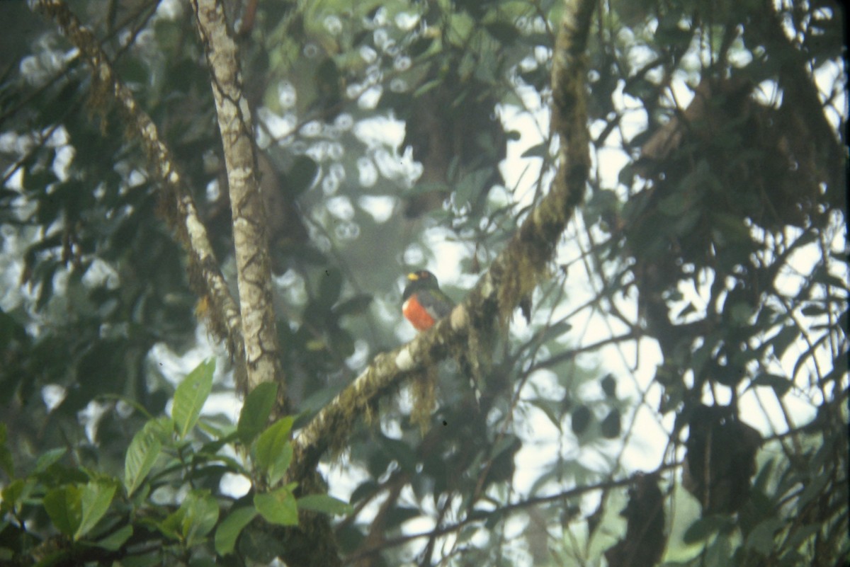 Maskentrogon - ML642683251