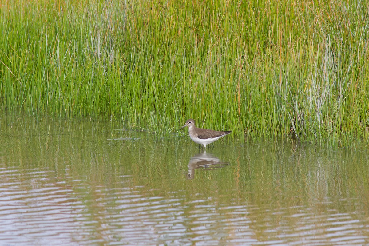 eremittsnipe - ML642683252