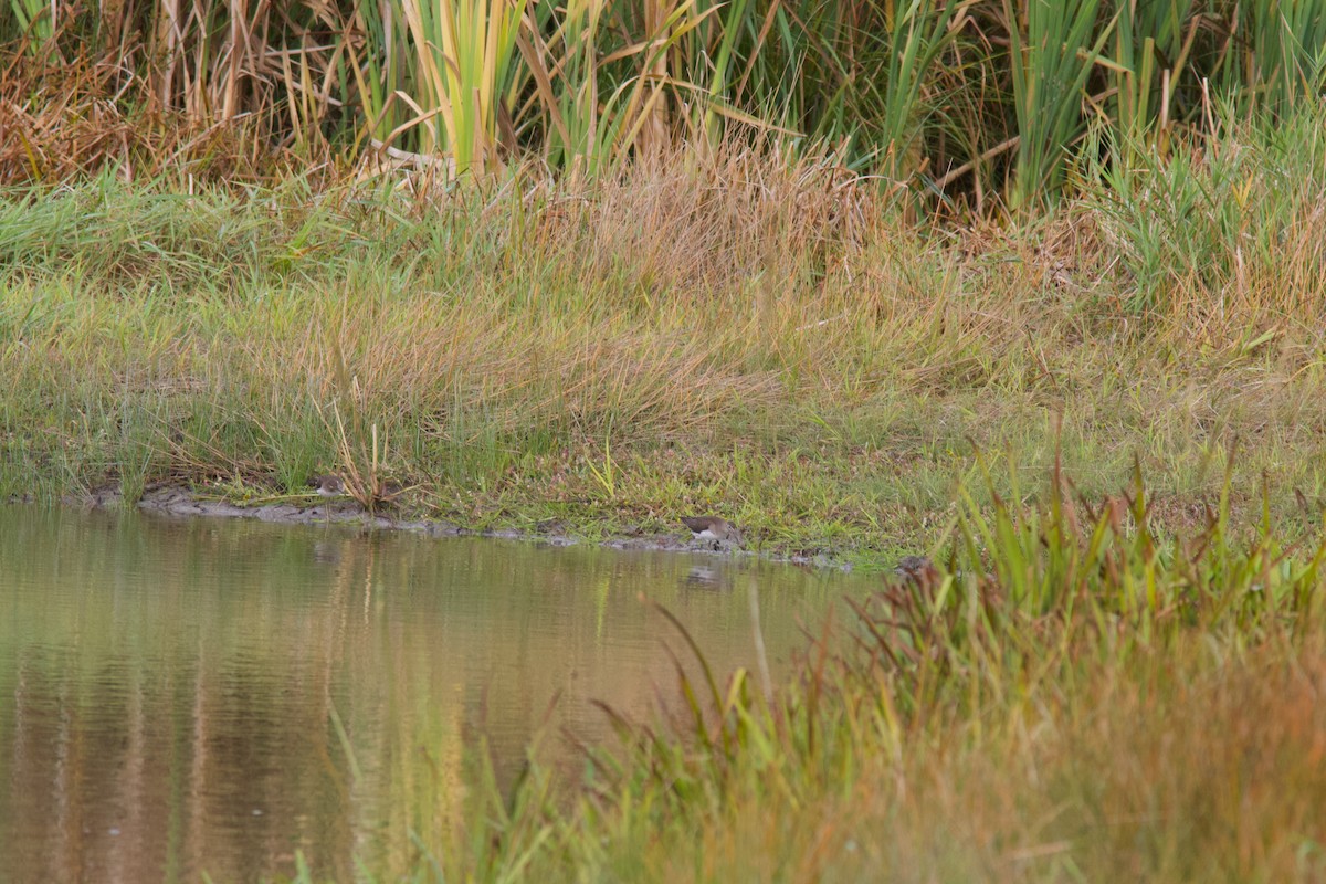 Solitary Sandpiper - ML642683253