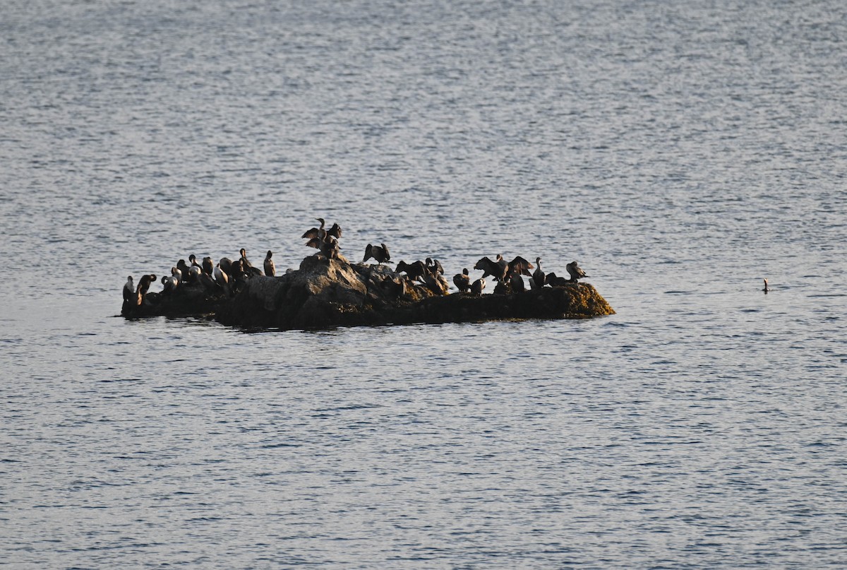 Double-crested Cormorant - ML642683273