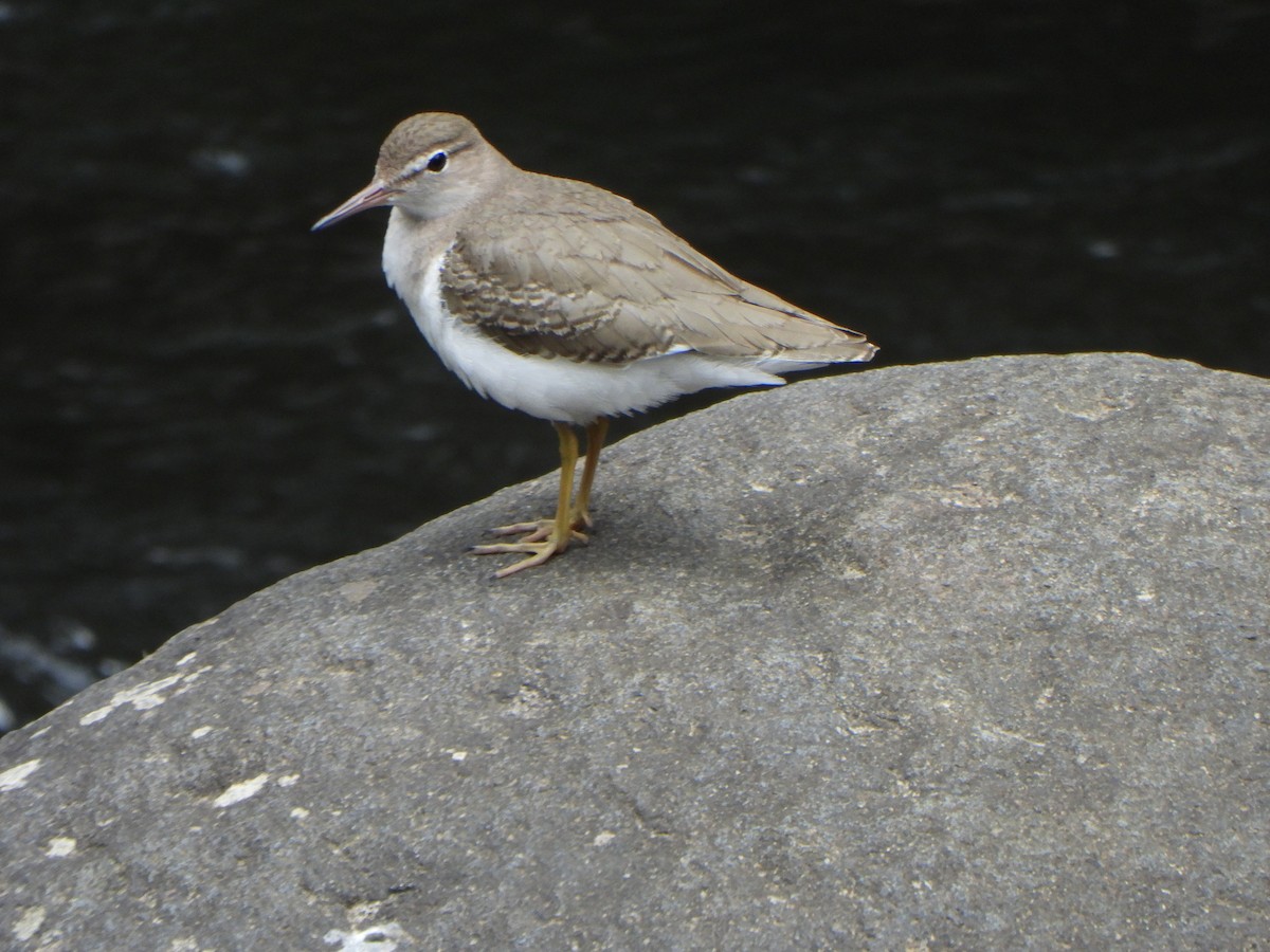 Spotted Sandpiper - ML642683280