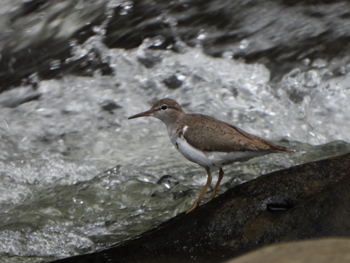 Spotted Sandpiper - ML642683281