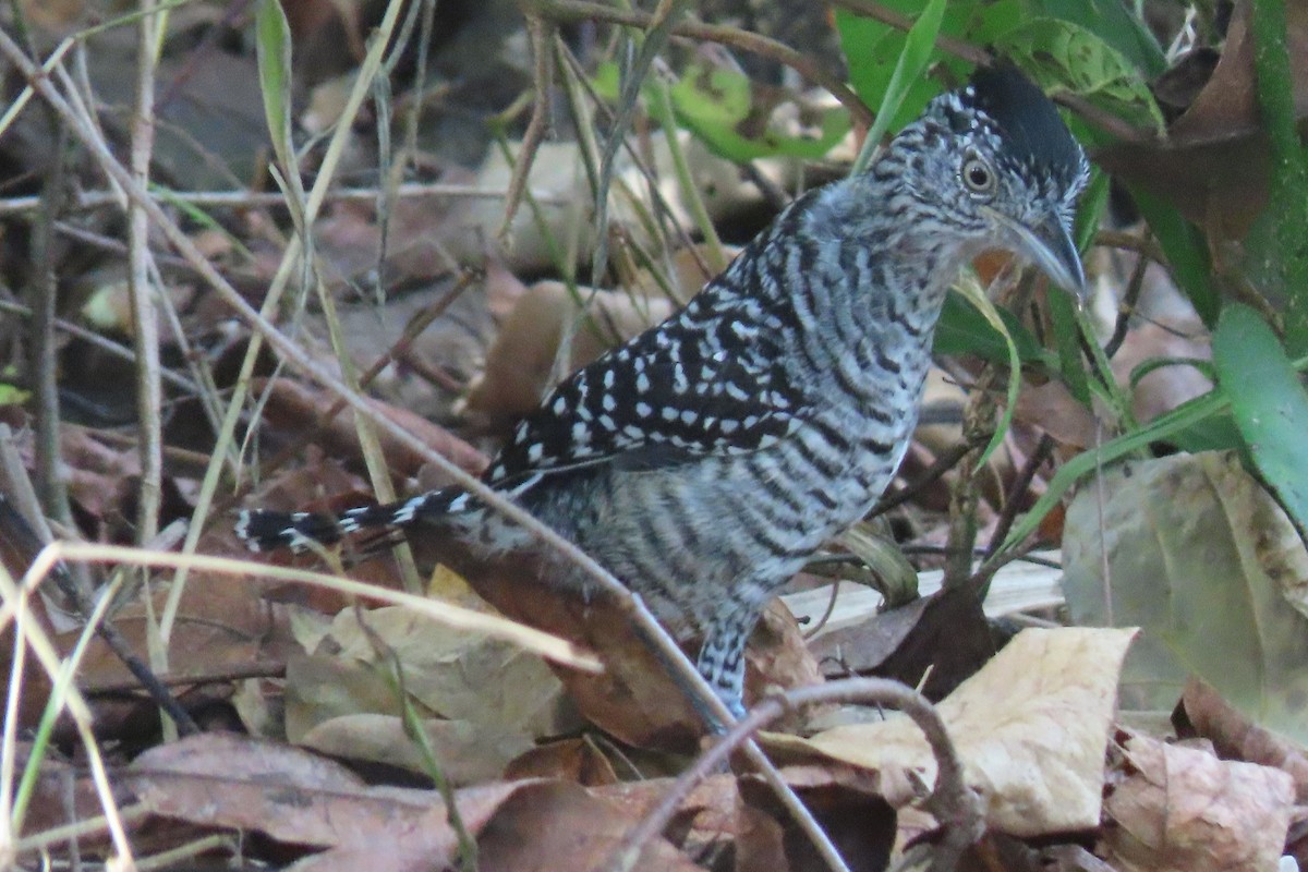 Barred Antshrike - ML642683289