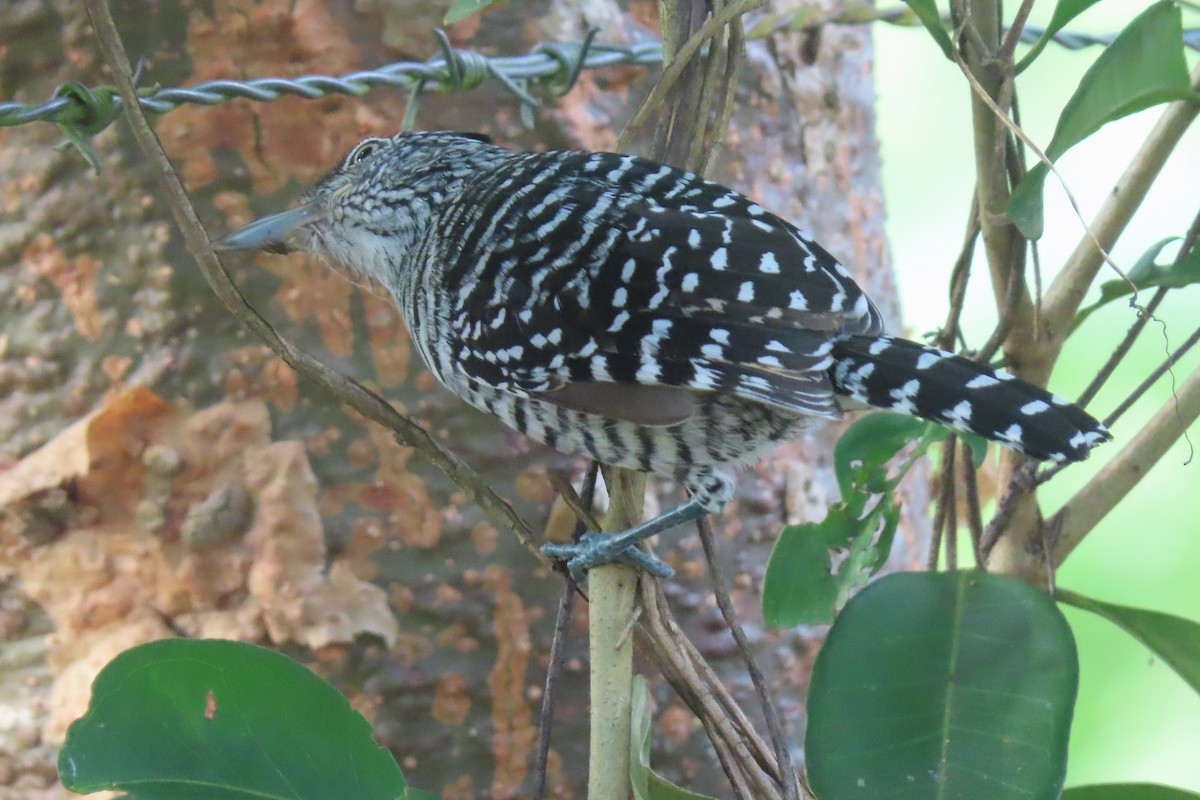 Barred Antshrike - ML642683291