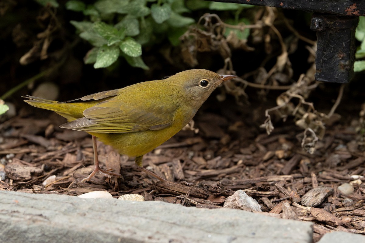 Connecticut Warbler - ML642683296
