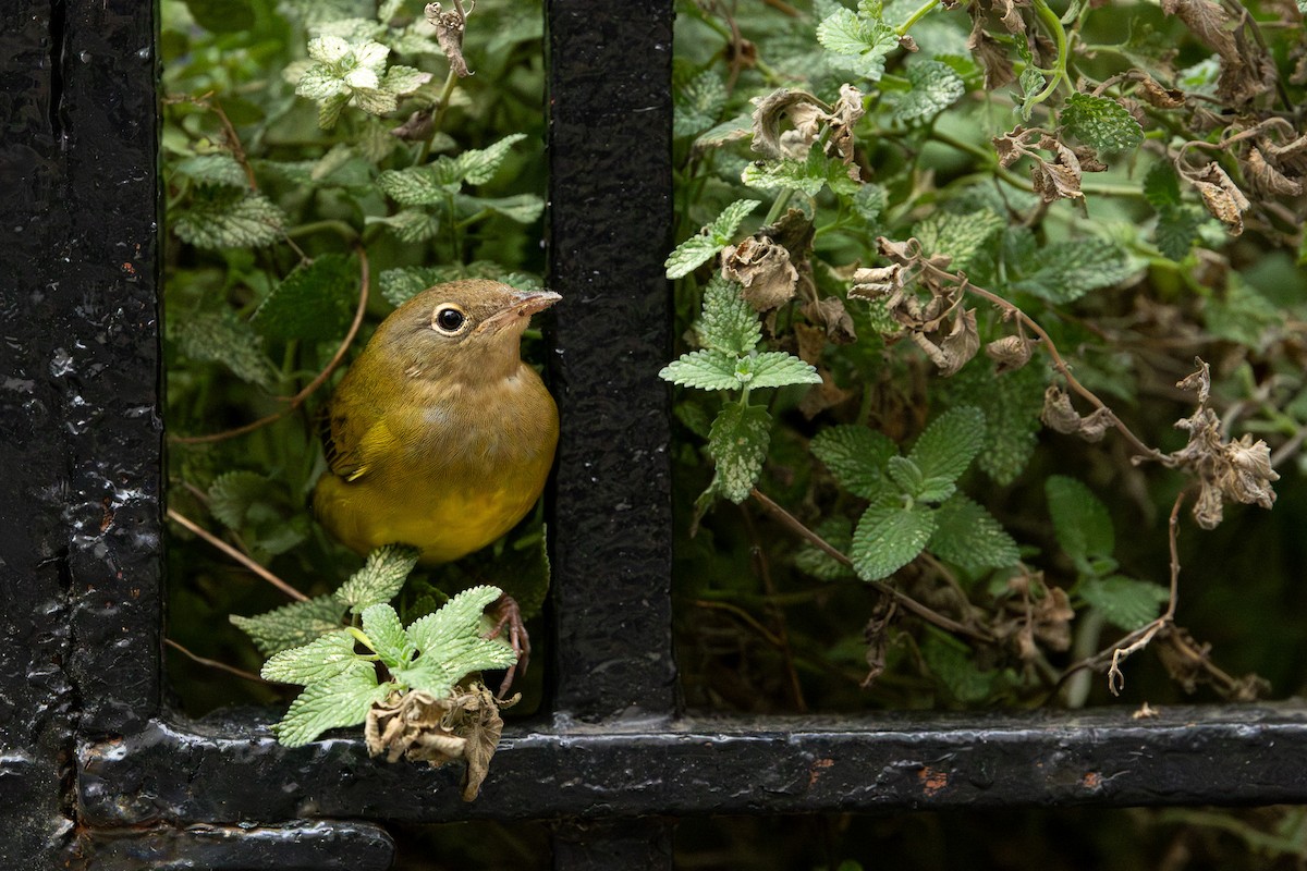 Connecticut Warbler - ML642683301