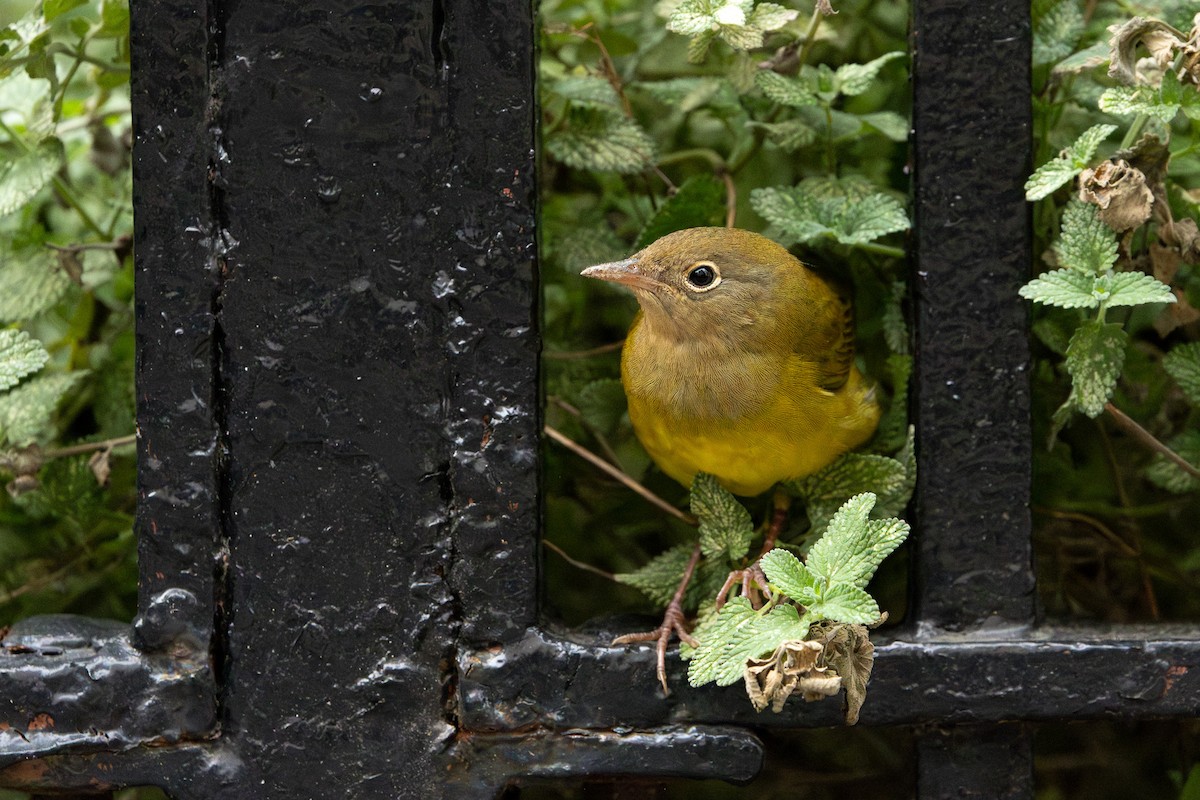 Connecticut Warbler - ML642683303