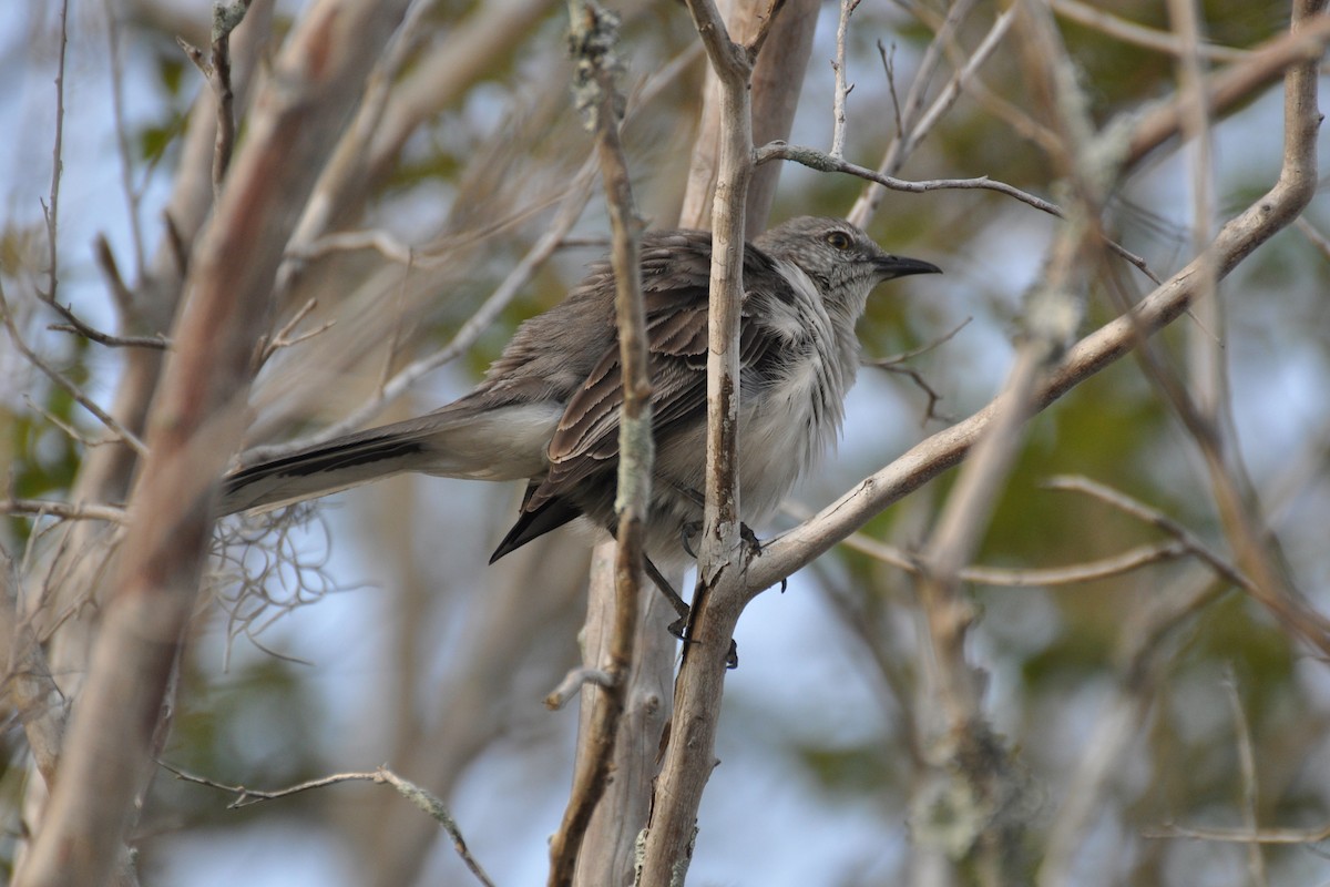 Northern Mockingbird - ML642683304