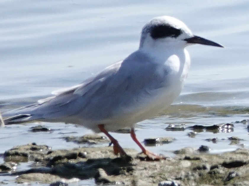 Forster's Tern - ML642683305