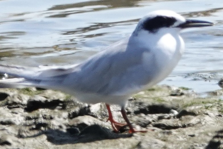 Forster's Tern - ML642683306