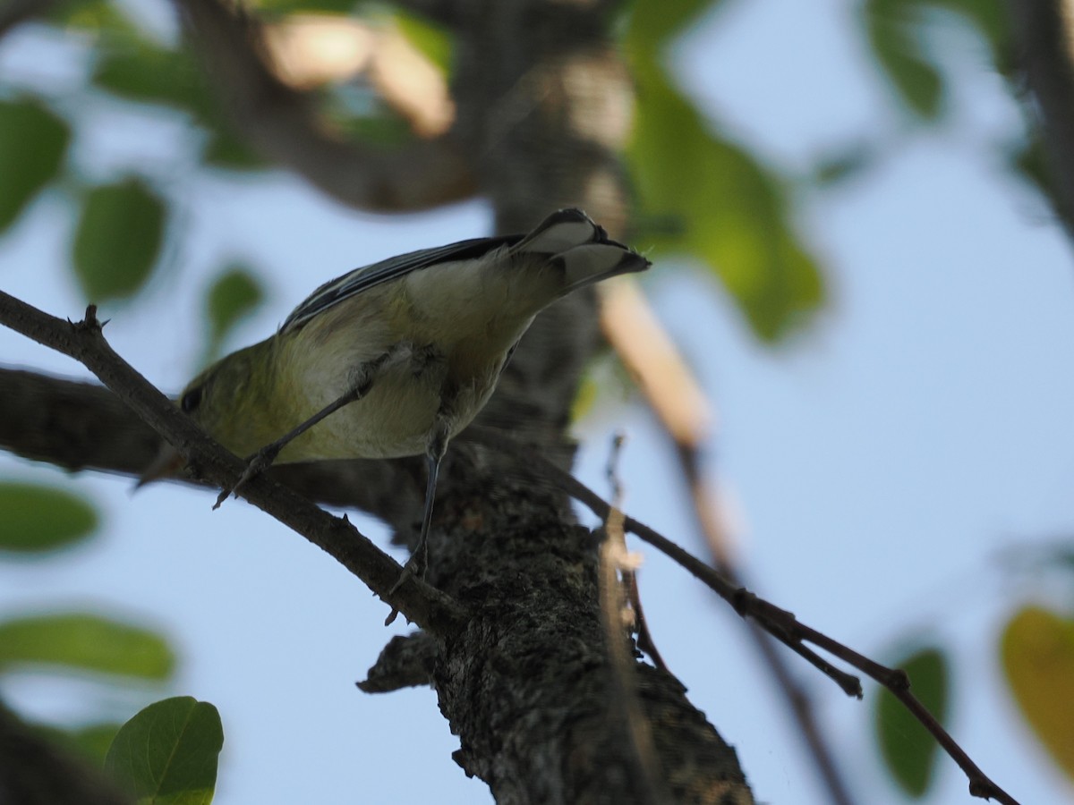 Bay-breasted Warbler - ML642683312