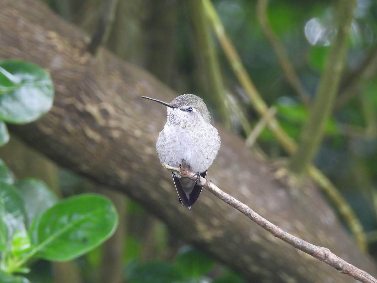 Anna's Hummingbird - ML642683313