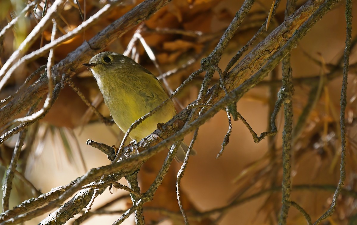 Ruby-crowned Kinglet - ML642683315