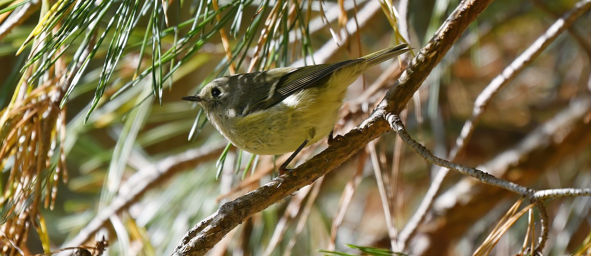 Ruby-crowned Kinglet - ML642683316