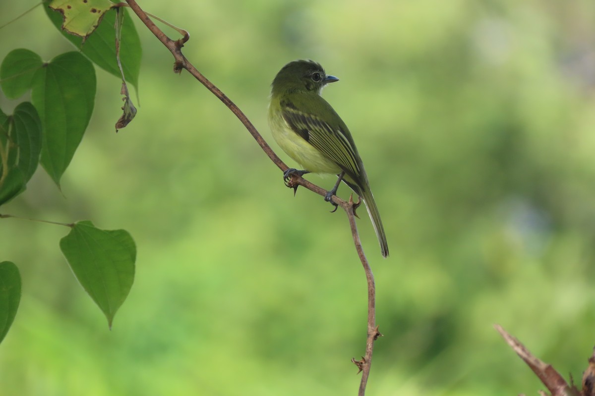 Yellow-olive Flatbill - ML642683319
