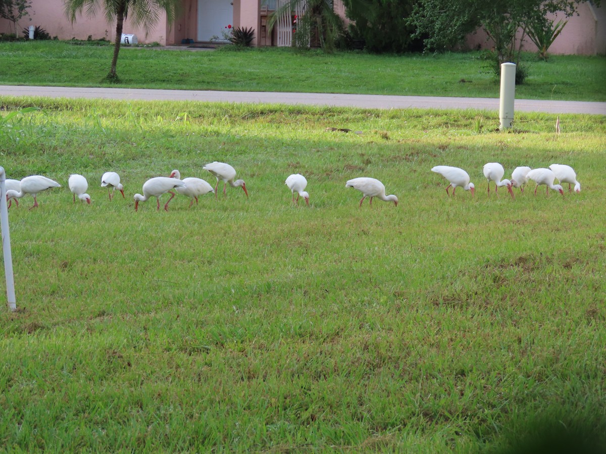 White Ibis - ML642683321