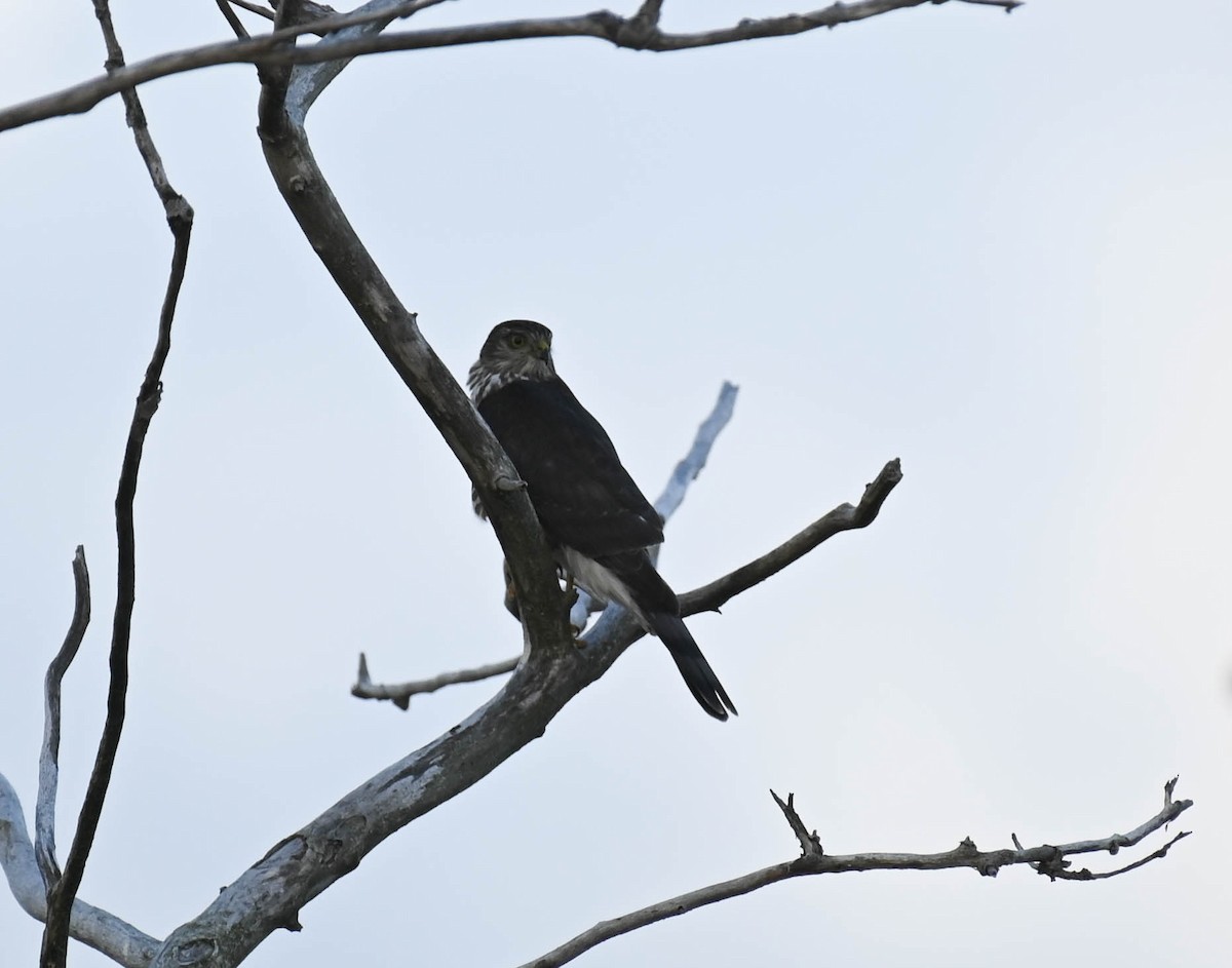 Sharp-shinned Hawk - ML642683322