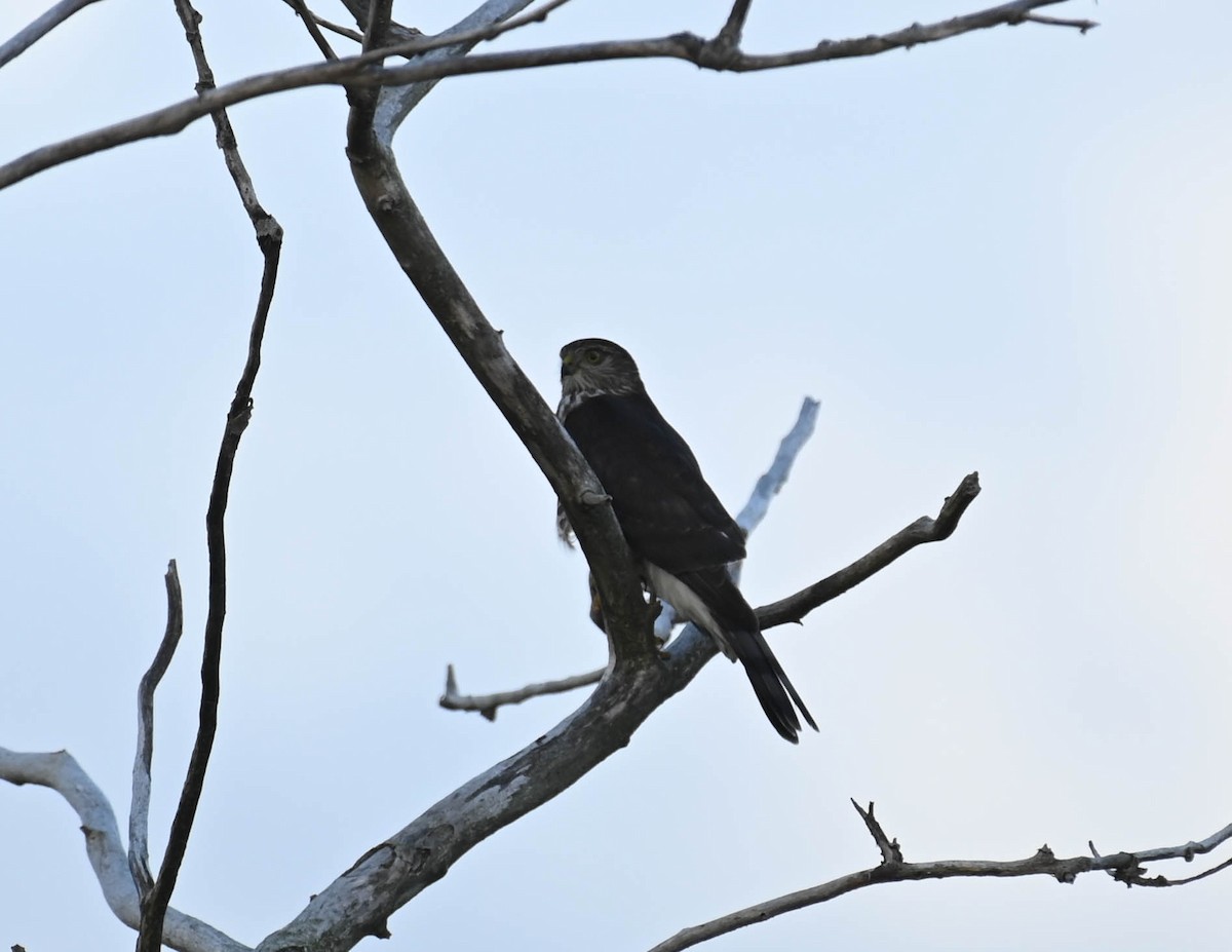 Sharp-shinned Hawk - ML642683323