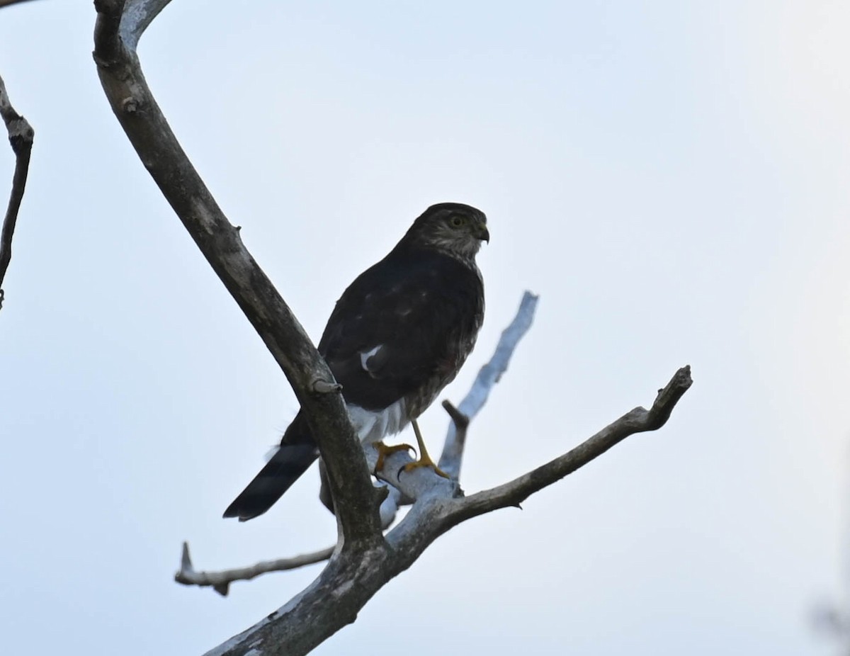 Sharp-shinned Hawk - ML642683325