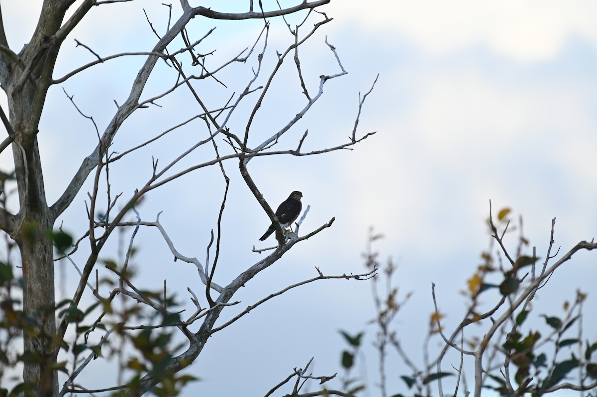 Sharp-shinned Hawk - ML642683326