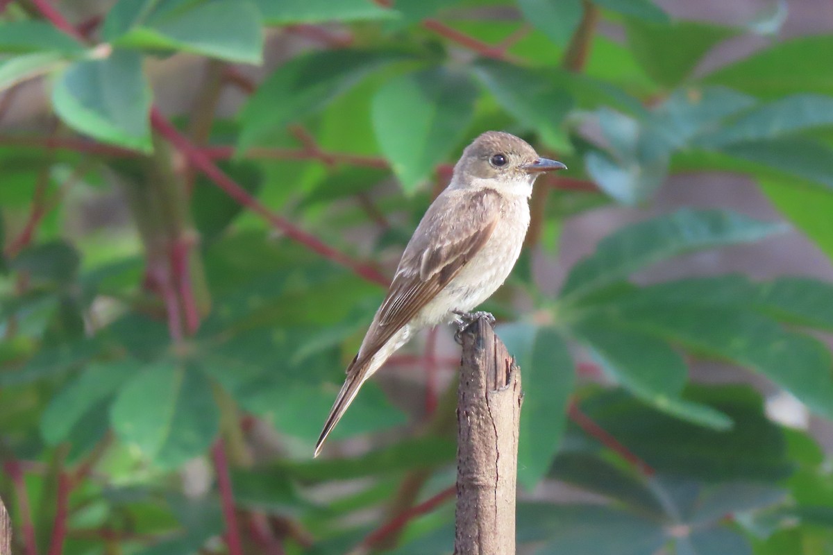 Northern Tropical Pewee - ML642683330