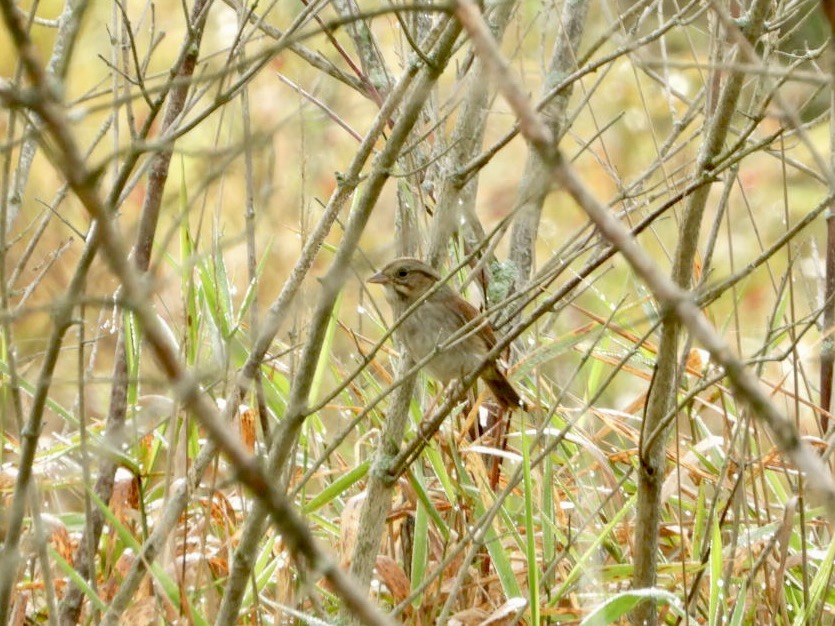 Swamp Sparrow - ML642683331