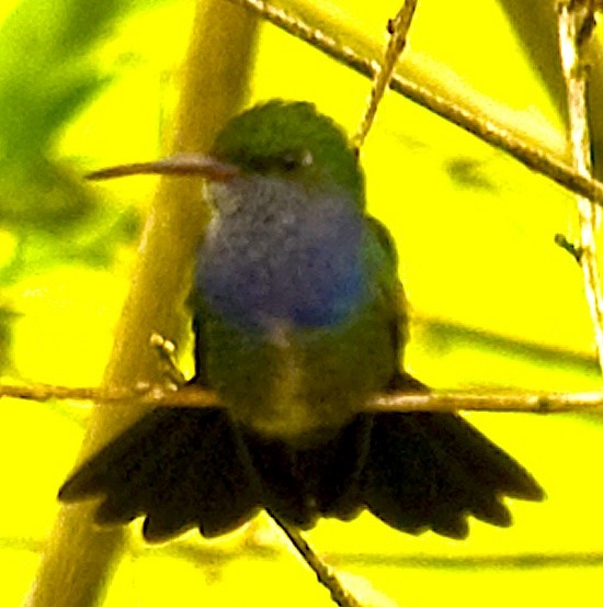 Sapphire-spangled Emerald - ML642683333