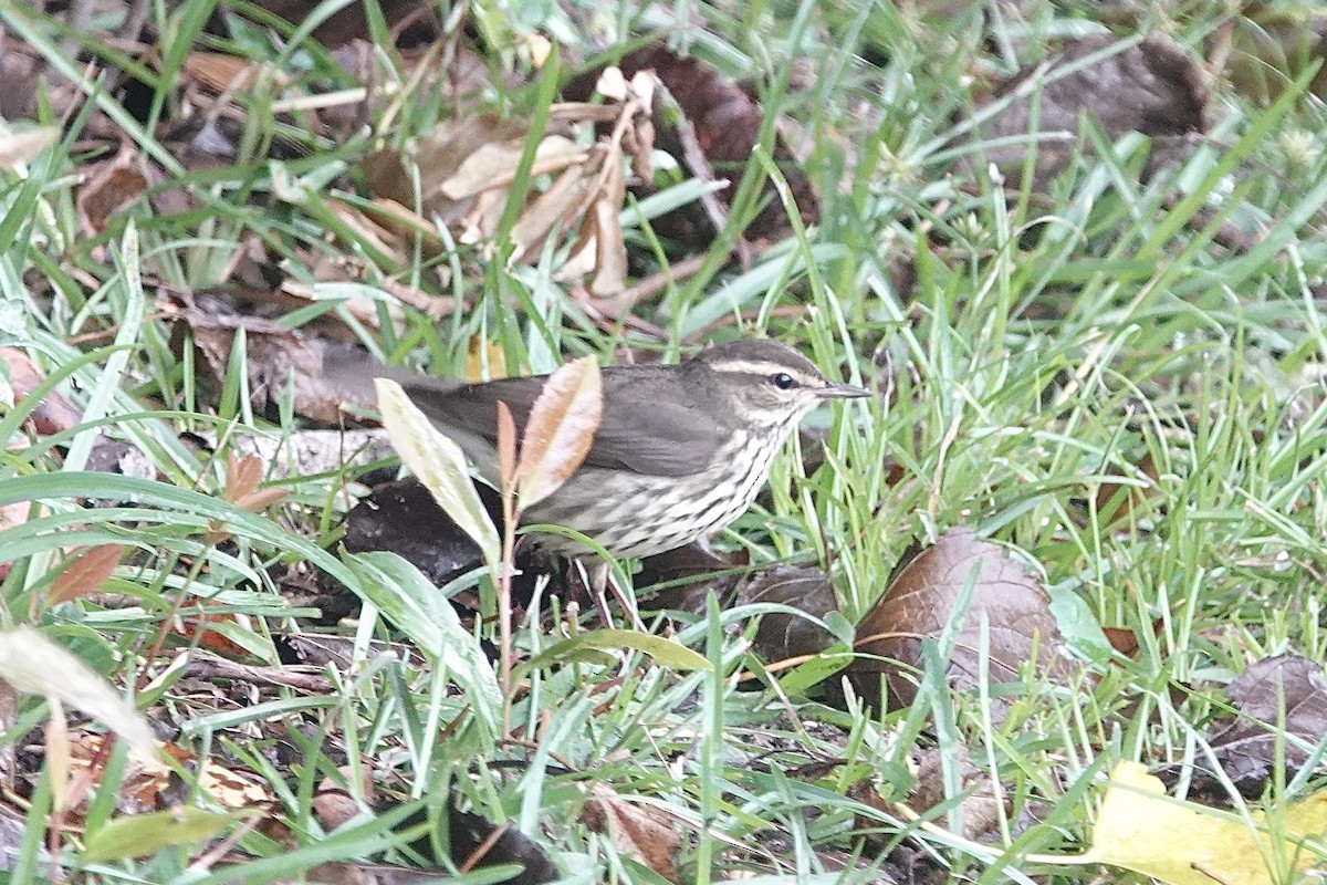 Northern Waterthrush - ML642683334