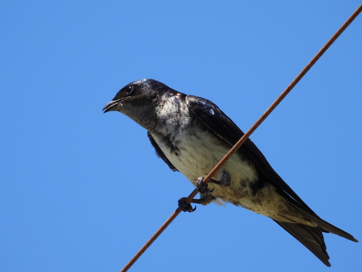 Gray-breasted Martin - ML642683335