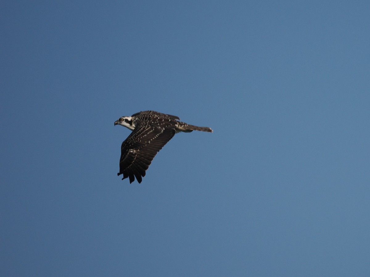 Balbuzard pêcheur - ML642683347