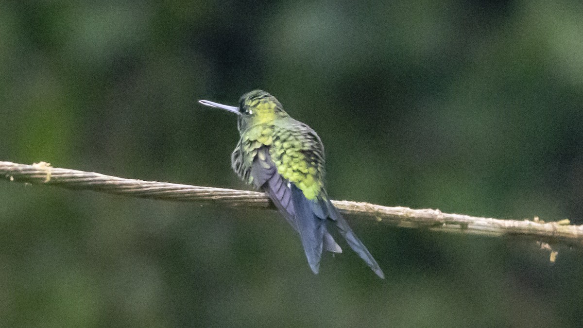 Sapphire-vented Puffleg - ML642683351