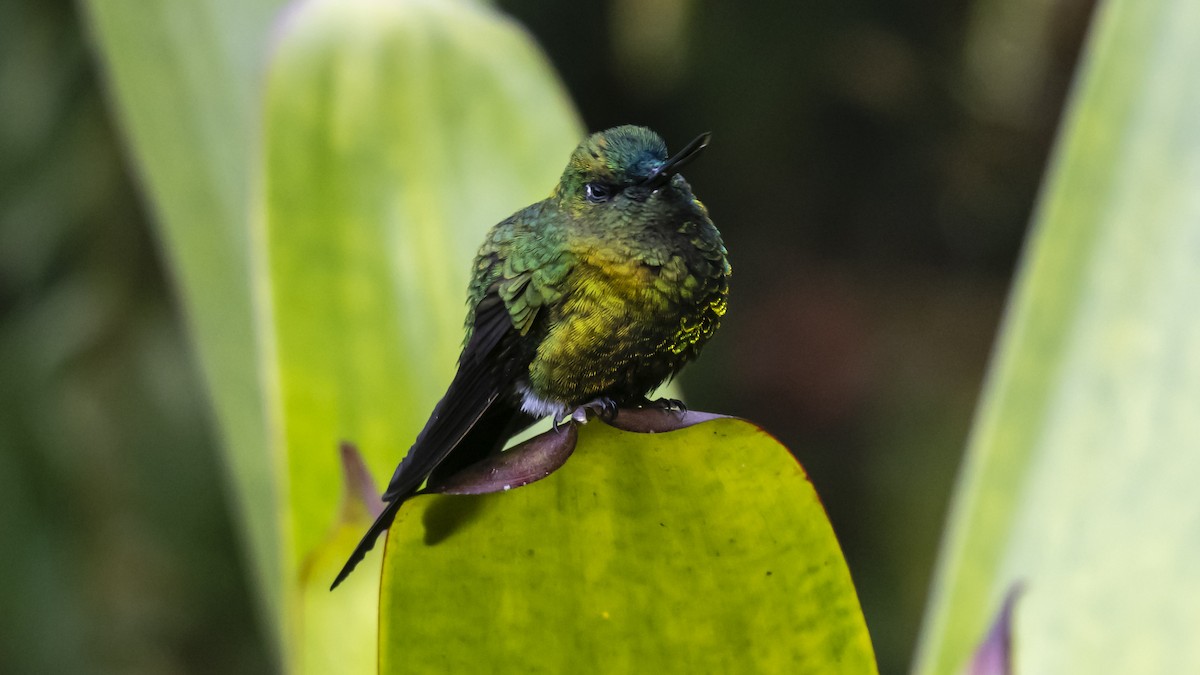 Sapphire-vented Puffleg - ML642683352