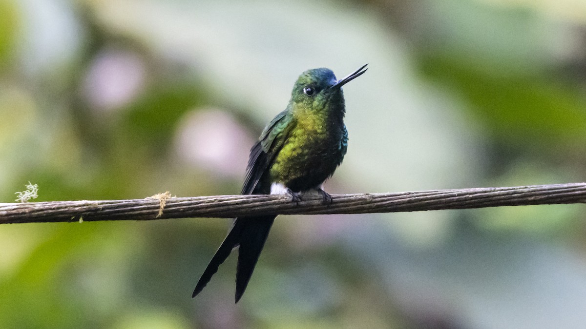 Sapphire-vented Puffleg - ML642683354