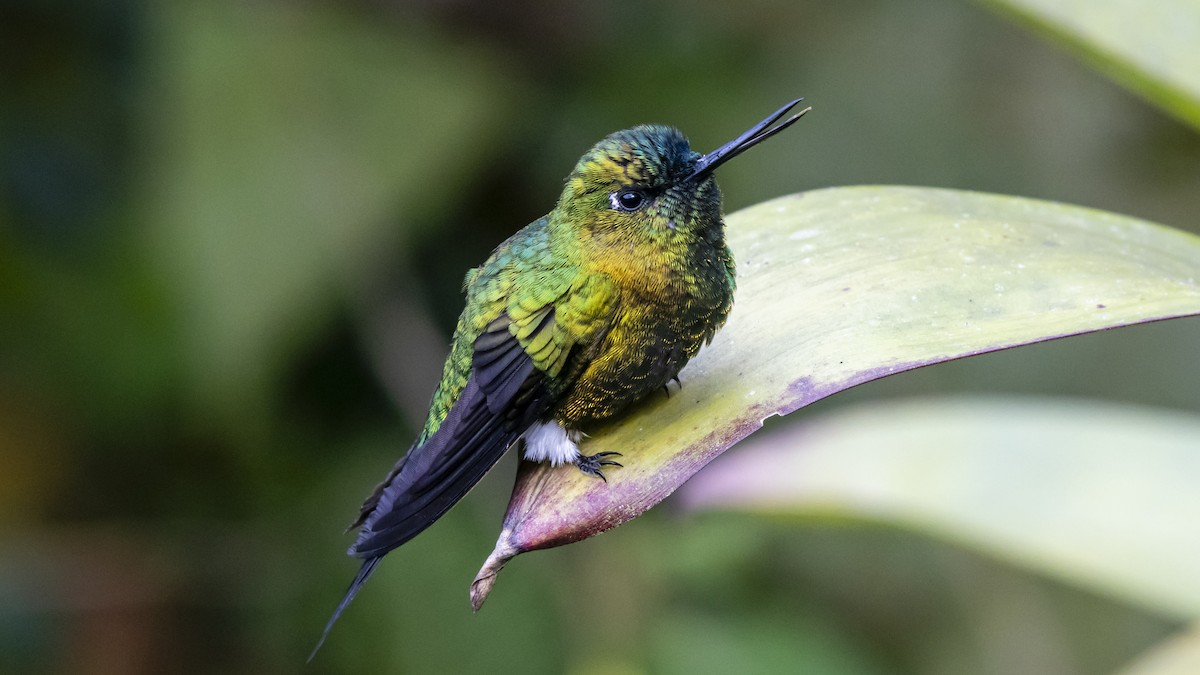 Sapphire-vented Puffleg - ML642683355