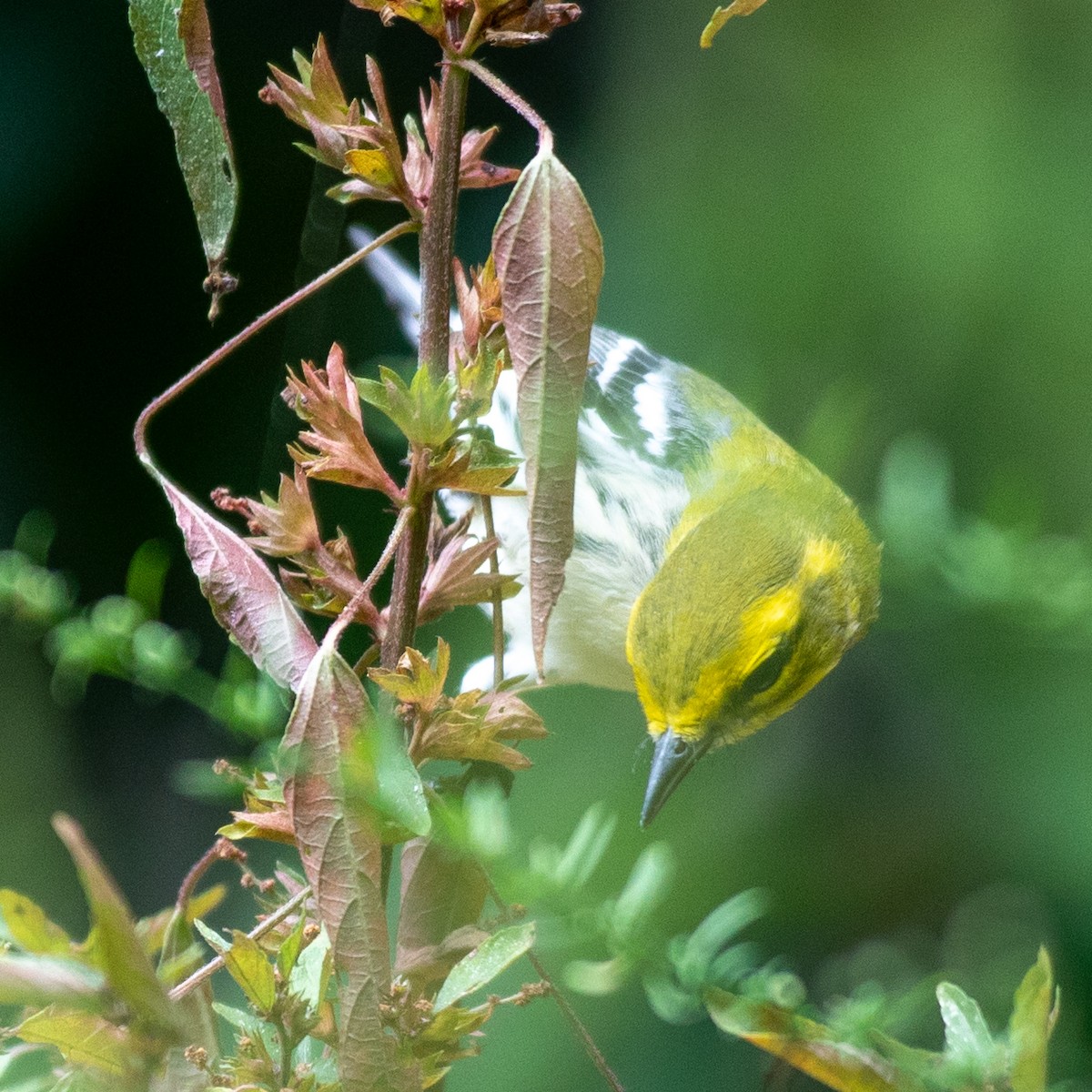 Black-throated Green Warbler - ML642683356
