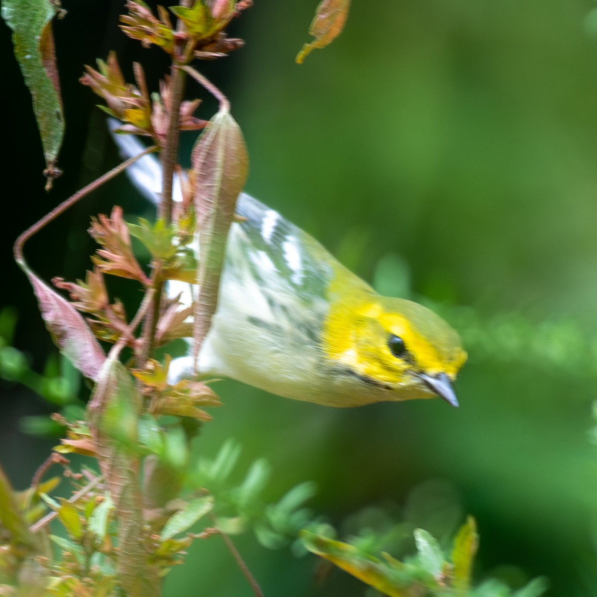 Black-throated Green Warbler - ML642683357