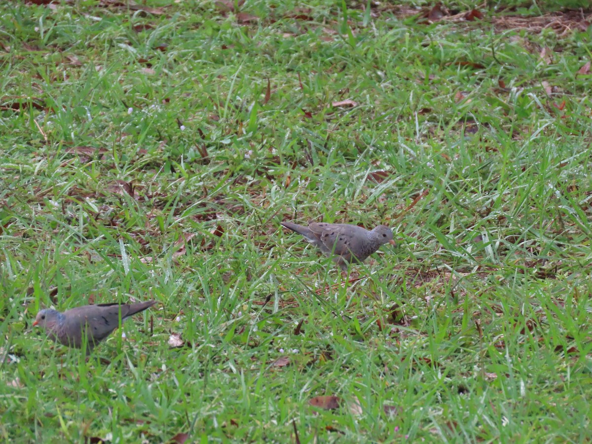 Common Ground Dove - ML642683358