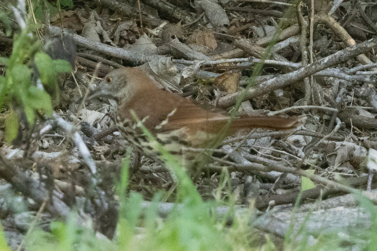 Brown Thrasher - ML642683360