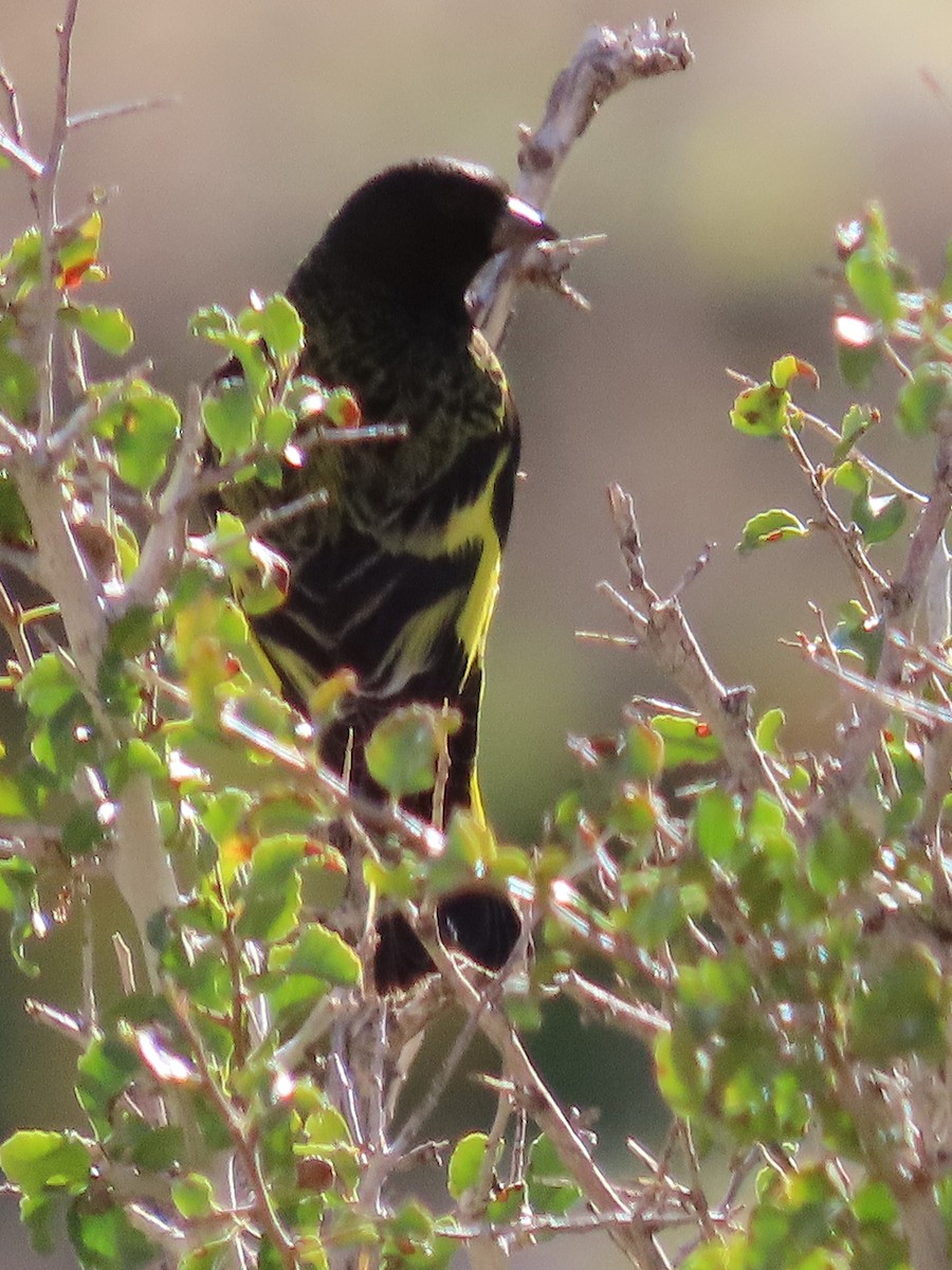 Yellow-rumped Siskin - ML642683364