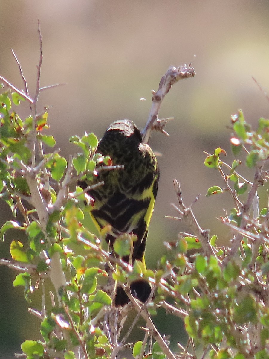 Yellow-rumped Siskin - ML642683365