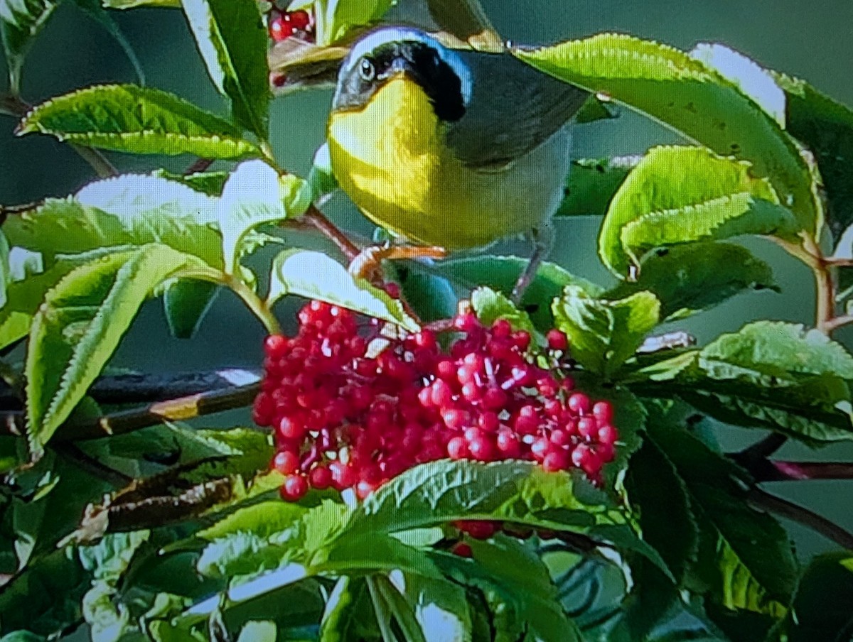 Common Yellowthroat - ML642683385