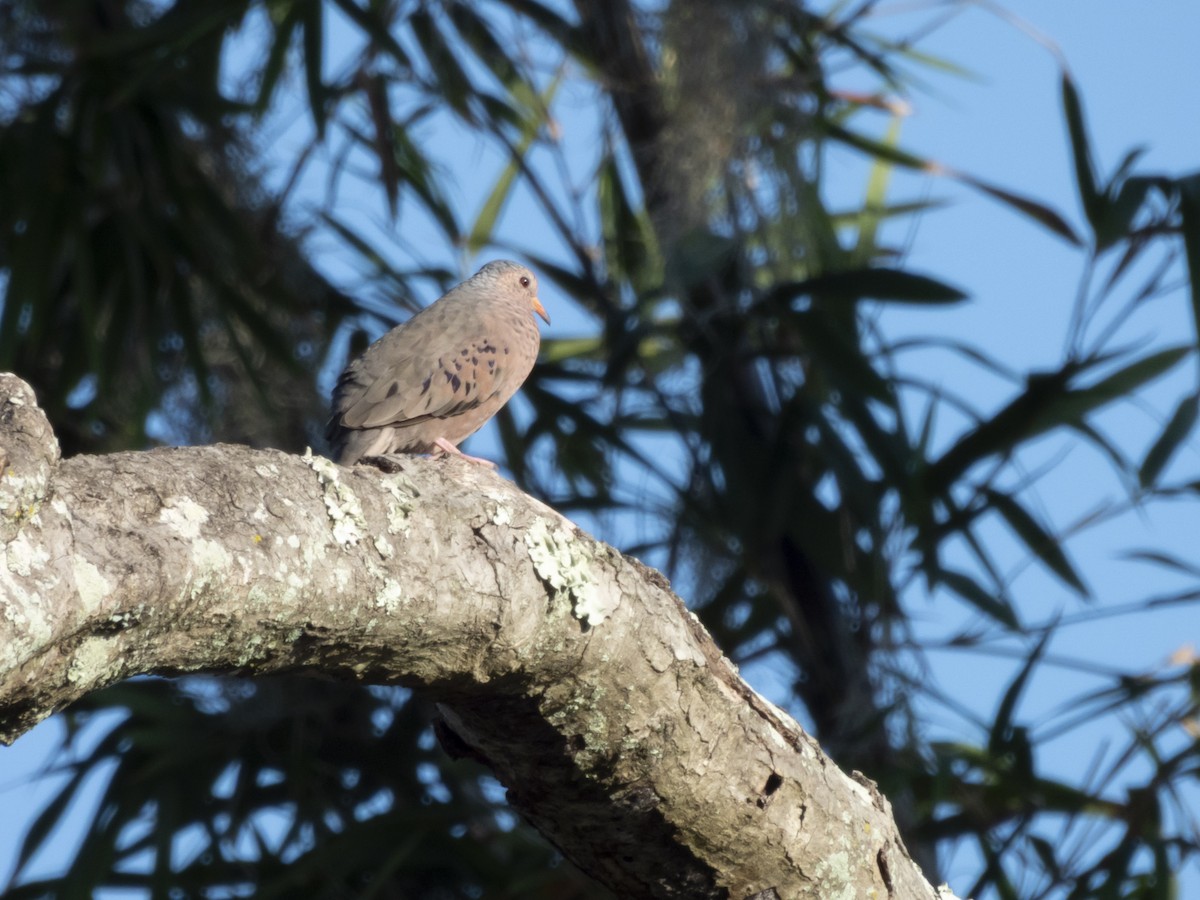 Common Ground Dove - ML642683387