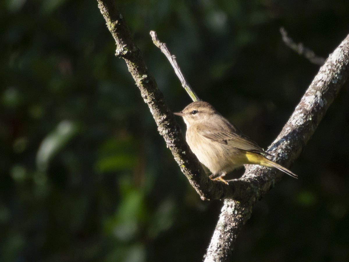 Palmenwaldsänger - ML642683399
