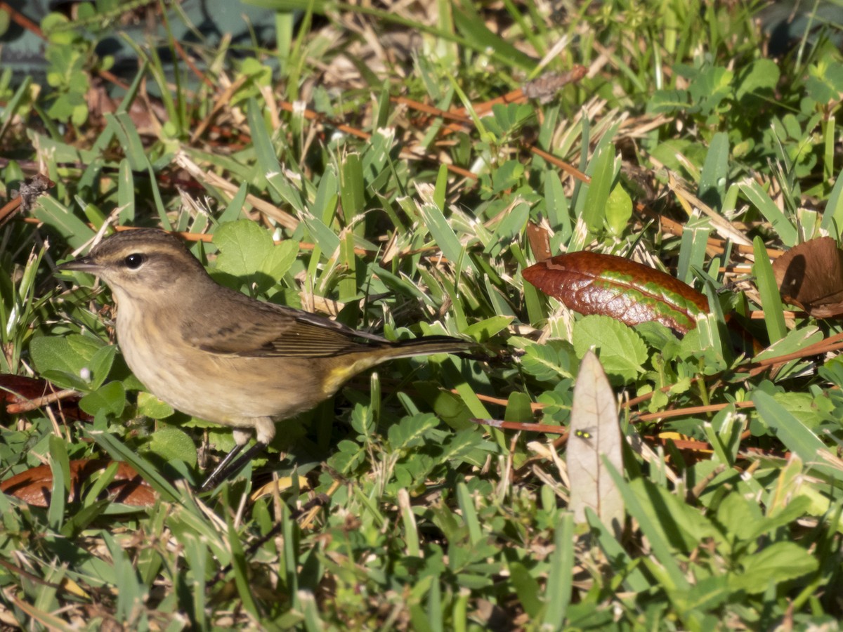 Palmenwaldsänger - ML642683400